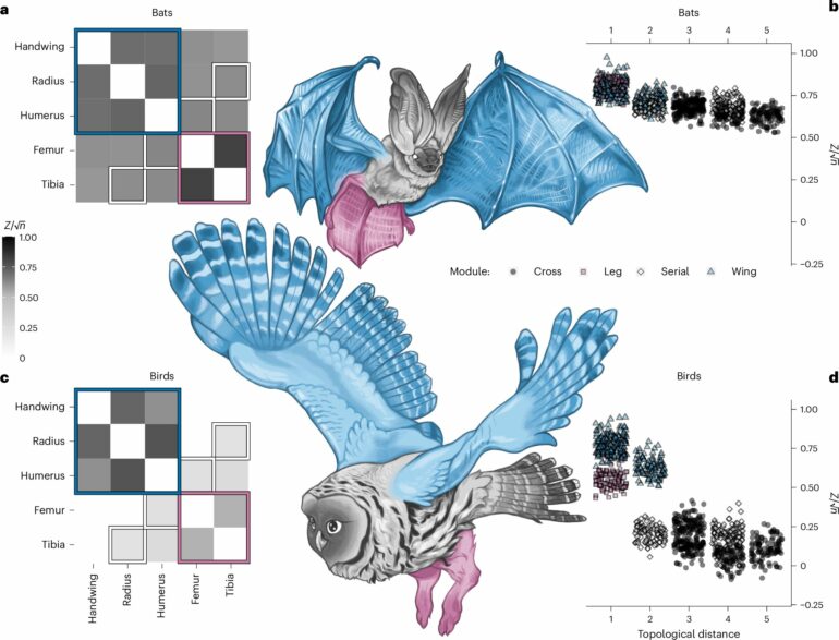 A comparison of bat and bird wings reveals their evolutionary ...