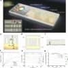 Advanced terahertz neural network offers compact solution for AI ...