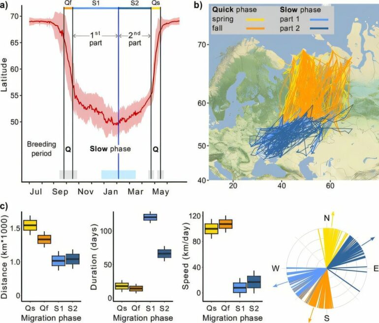 Arctic raptors study reveals a new migration pattern, highlighting ...