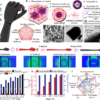 Multifunctional Magnetic Muscles for Soft Robotics | Nature ...