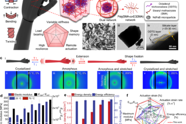 Multifunctional Magnetic Muscles for Soft Robotics | Nature ...