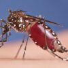 Bacteria discovery could accelerate mosquito control schemes