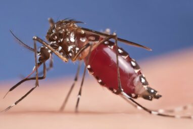 Bacteria discovery could accelerate mosquito control schemes