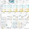 Between night and day: Research uncovers genetic basis for flies ...