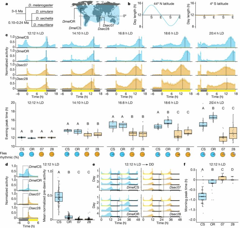 Between night and day: Research uncovers genetic basis for flies ...