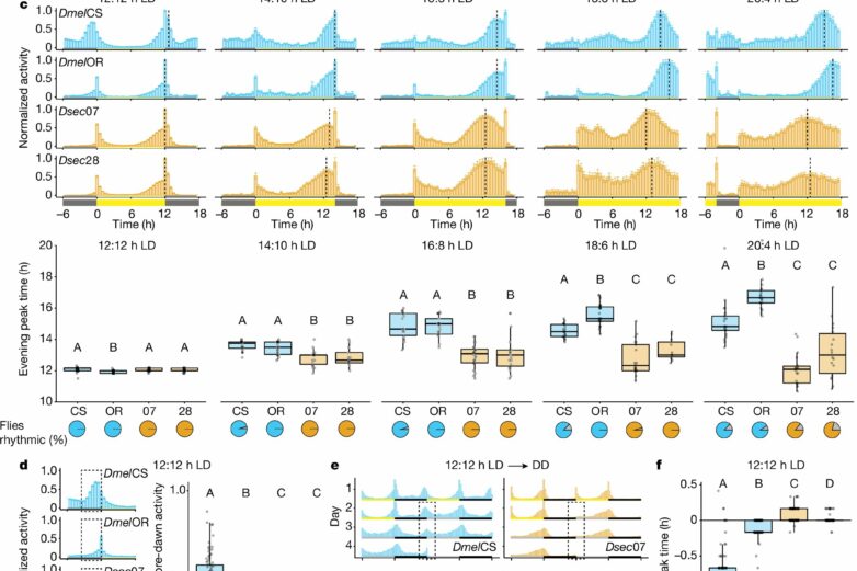 Between night and day: Research uncovers genetic basis for flies ...