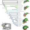 Evolutionary origins of the avian brain | Nature