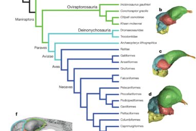 Evolutionary origins of the avian brain | Nature