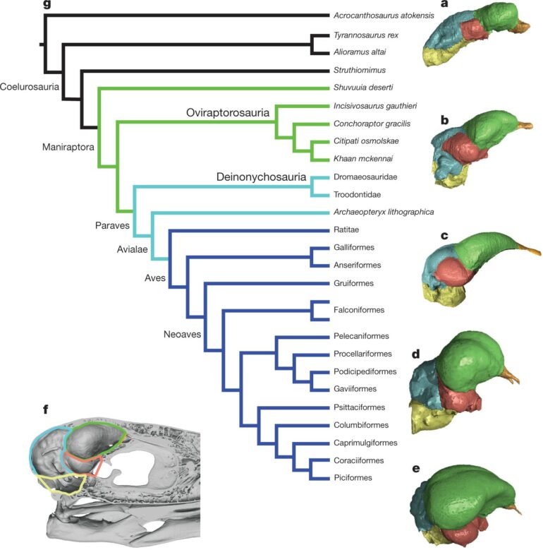 Evolutionary origins of the avian brain | Nature