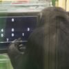 Chimpanzees perform better on challenging computer tasks when they ...