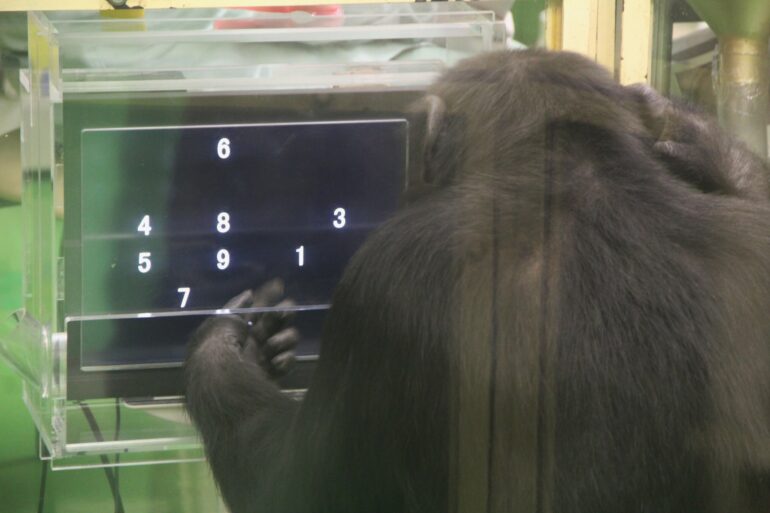 Chimpanzees perform better on challenging computer tasks when they ...