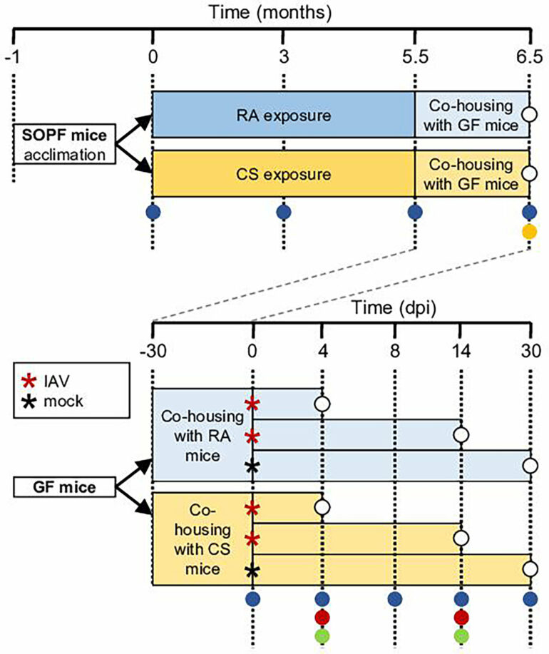 Cigarette smoke alters microbiota and aggravates flu severity ...