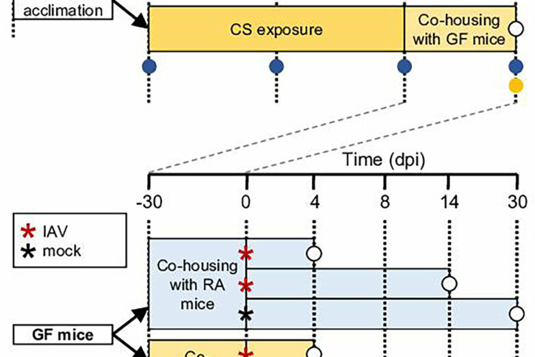 Cigarette smoke alters microbiota and aggravates flu severity ...