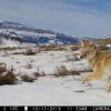 Coyotes are thriving despite human and predator pressures, large ...