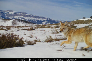 Coyotes are thriving despite human and predator pressures, large ...