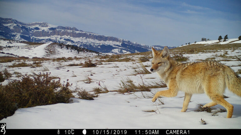 Coyotes are thriving despite human and predator pressures, large ...