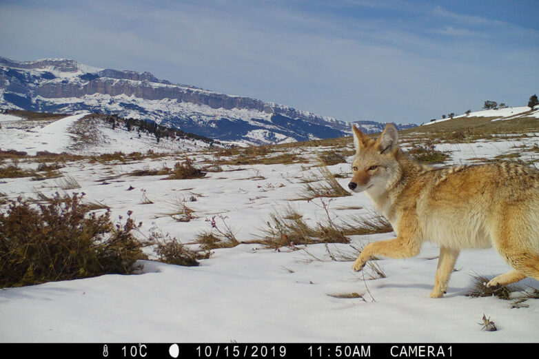 Coyotes are thriving despite human and predator pressures, large ...