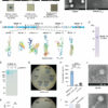 Creek survey uncovers bacteriophages that could combat superbugs