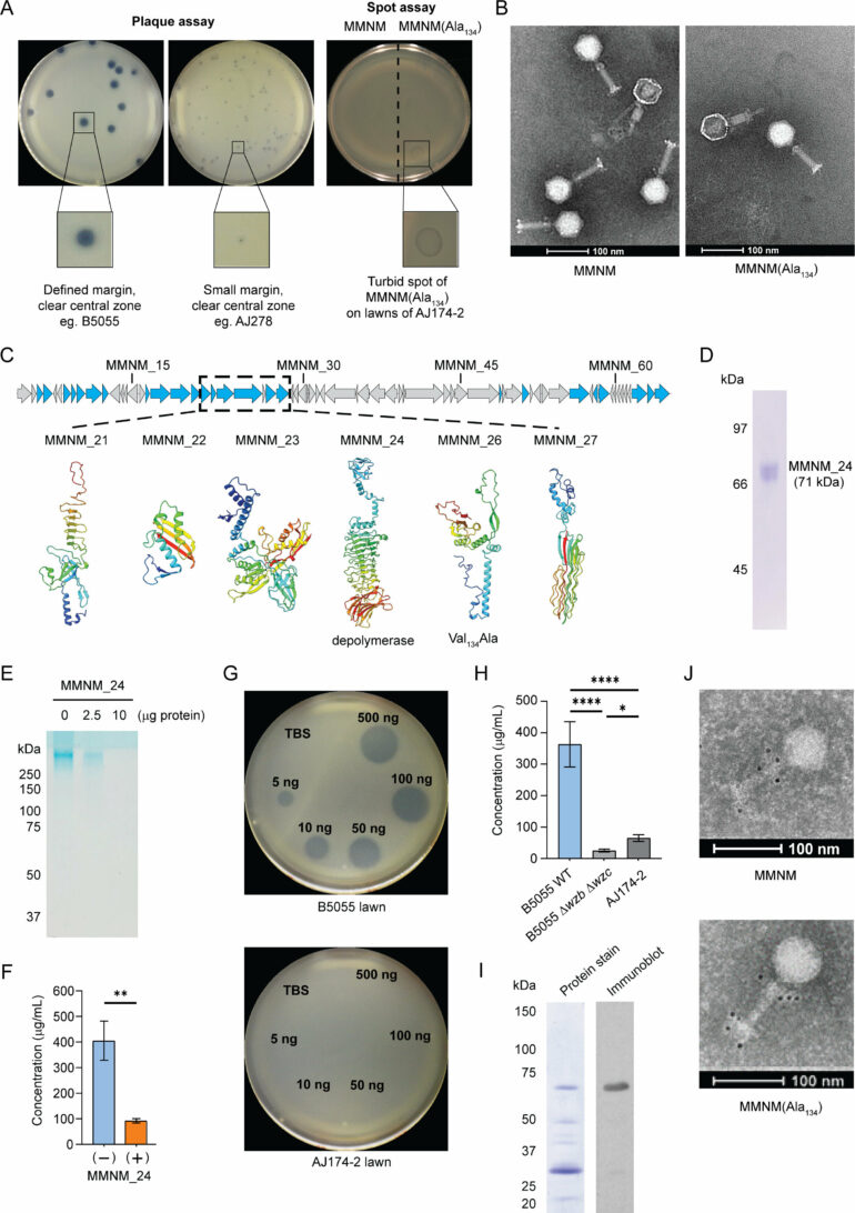 Creek survey uncovers bacteriophages that could combat superbugs