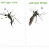 Deaf male mosquitoes don't mate, researchers discover