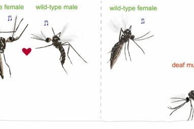 Deaf male mosquitoes don't mate, researchers discover