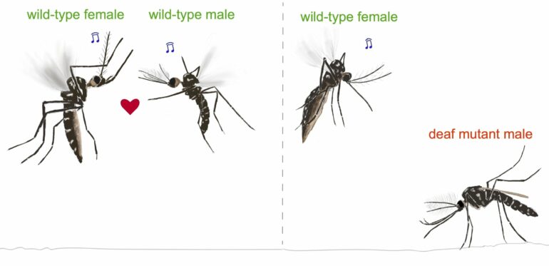 Deaf male mosquitoes don't mate, researchers discover