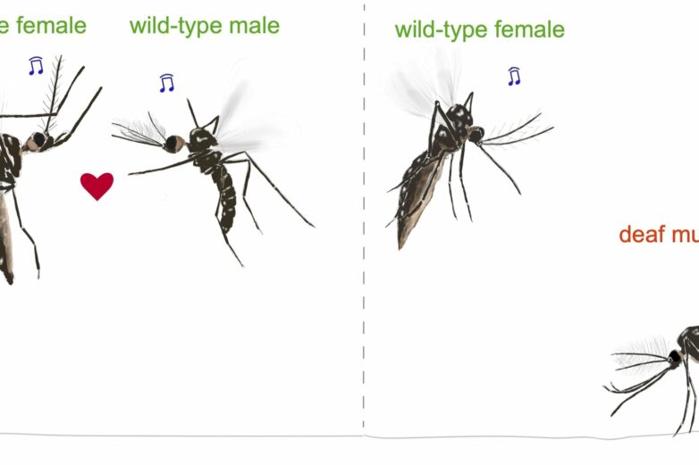 Deaf male mosquitoes don't mate, researchers discover