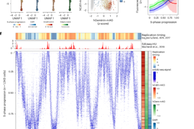 Quantifying DNA replication speeds in single cells by scEdU-seq ...