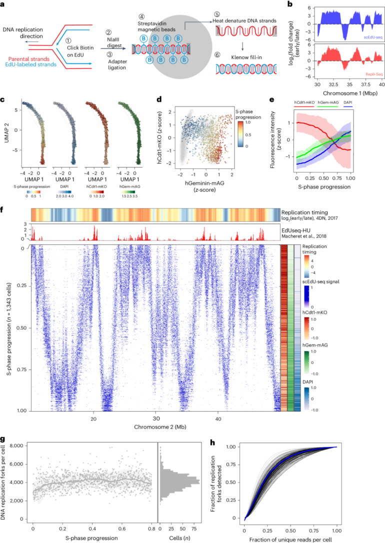 Quantifying DNA replication speeds in single cells by scEdU-seq ...