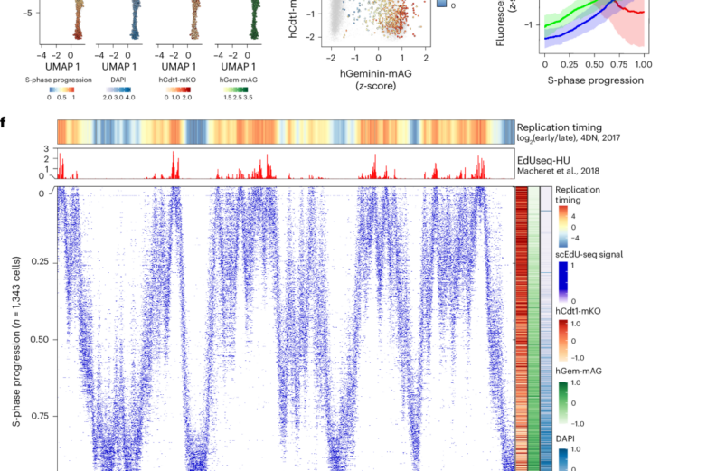 Quantifying DNA replication speeds in single cells by scEdU-seq ...