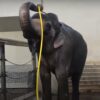 Elephant turns a hose into sophisticated showering tool