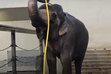 Elephant turns a hose into sophisticated showering tool