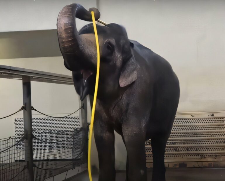 Elephant turns a hose into sophisticated showering tool