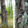 Engraved trees map the way to preserving Sámi culture