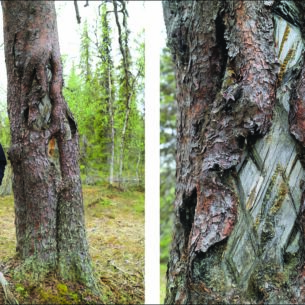 Engraved trees map the way to preserving Sámi culture