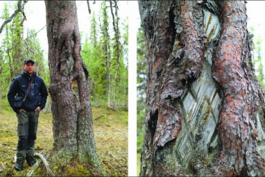 Engraved trees map the way to preserving Sámi culture