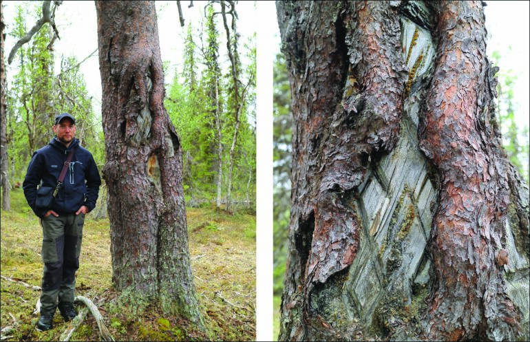 Engraved trees map the way to preserving Sámi culture