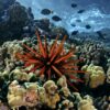 Experiments find coral reefs can survive some climate change—with help