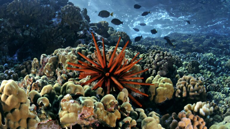 Experiments find coral reefs can survive some climate change—with help