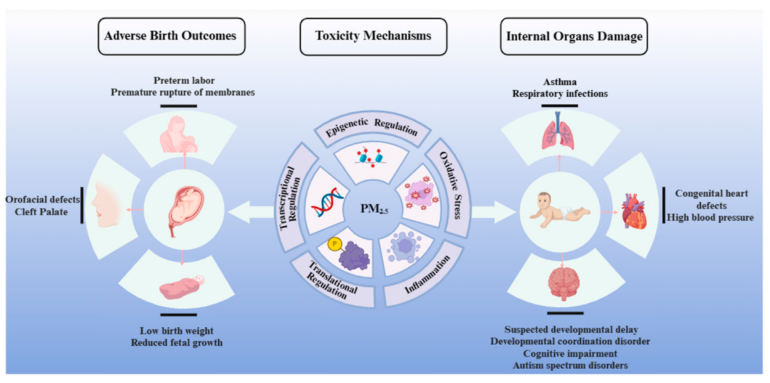 Developmental Toxicity of Fine Particulate Matter: Multifaceted ...