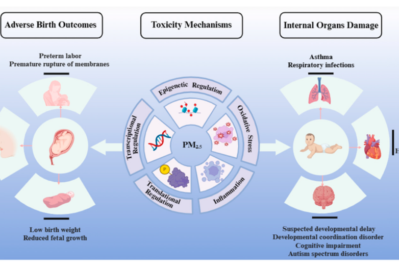 Developmental Toxicity of Fine Particulate Matter: Multifaceted ...