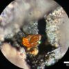 First amber find on the Antarctic continent provides new insights ...