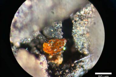 First amber find on the Antarctic continent provides new insights ...