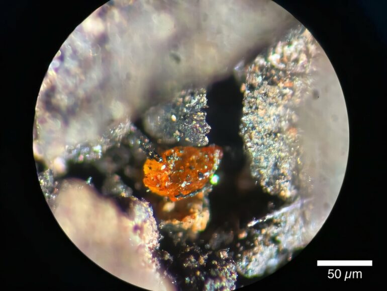 First amber find on the Antarctic continent provides new insights ...