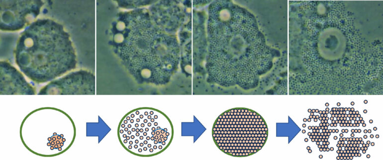 For the first time, scientists film 'giant' Mimivirus in action