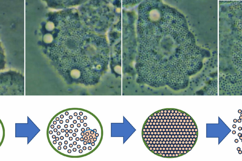 For the first time, scientists film 'giant' Mimivirus in action