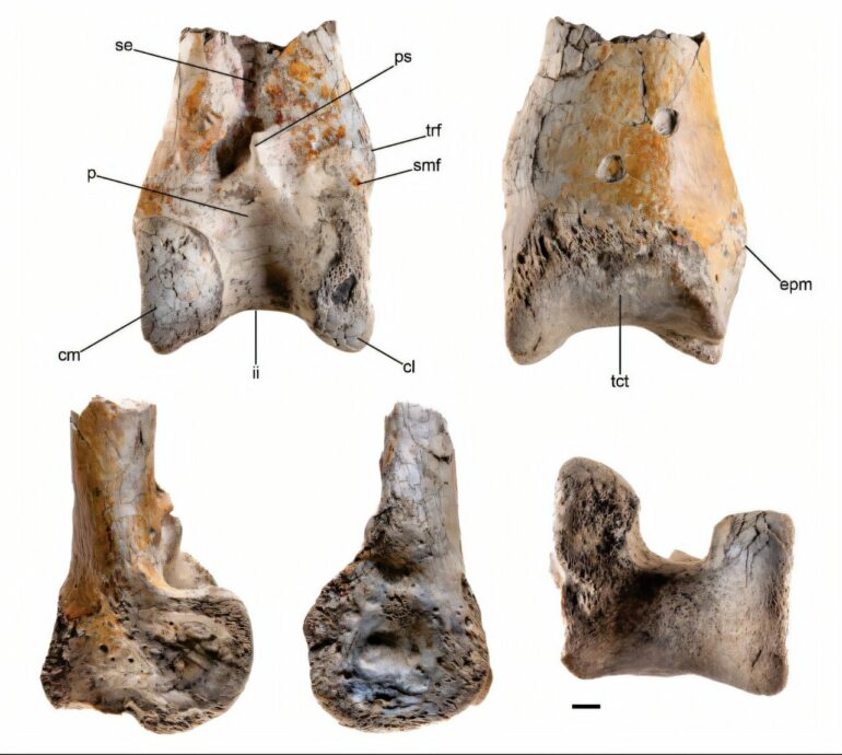 Fossil of huge terror bird offers new information about wildlife ...