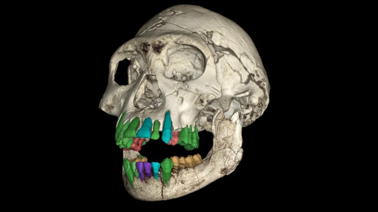 Fossil teeth suggest a long childhood is the prelude to the ...