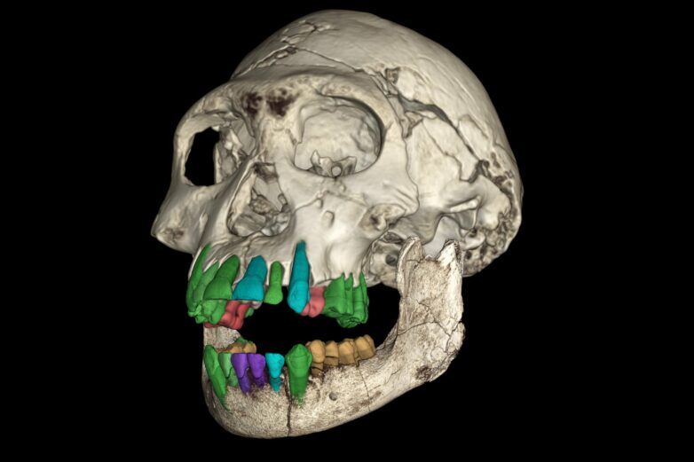 Fossil teeth suggest a long childhood is the prelude to the ...