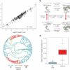 Fruit fly study offers new insights into sperm evolution